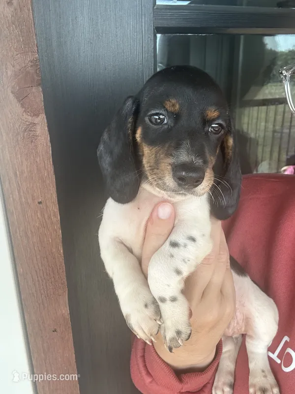 black and tan pied – Miniature Dachshund puppy for sale in Canton, TX
