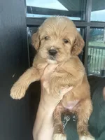 teal collar- cream goldendoodle , a female Goldendoodle for sale in Canton, TX – 4 of 5