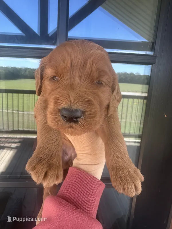 Girl red f1 – Goldendoodle puppy for sale in Canton, TX