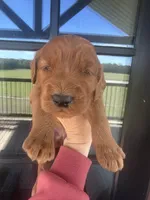Girl red f1, a female Goldendoodle for sale in Canton, TX – 1 of 4