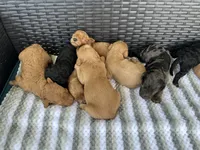 F1b medium , a male Goldendoodle for sale in Canton, TX – 2 of 2