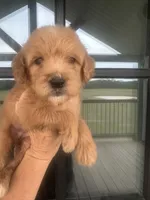 teal collar- cream goldendoodle , a female Goldendoodle for sale in Canton, TX – 3 of 5