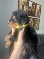 Little yellow collar , a male Bernedoodle for sale in Canton, TX – 2 of 4