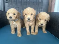 F1 English cream goldendoodle- grey, a female Goldendoodle for sale in Canton, TX – 6 of 6