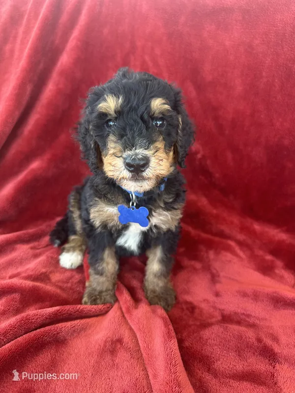 F1b medium bernedoodle blue  – Bernedoodle puppy for sale in Canton, TX