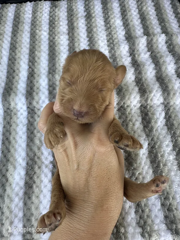 F1b medium girl – Goldendoodle puppy for sale in Canton, TX
