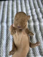 F1b medium girl, a female Goldendoodle for sale in Canton, TX – 1 of 2