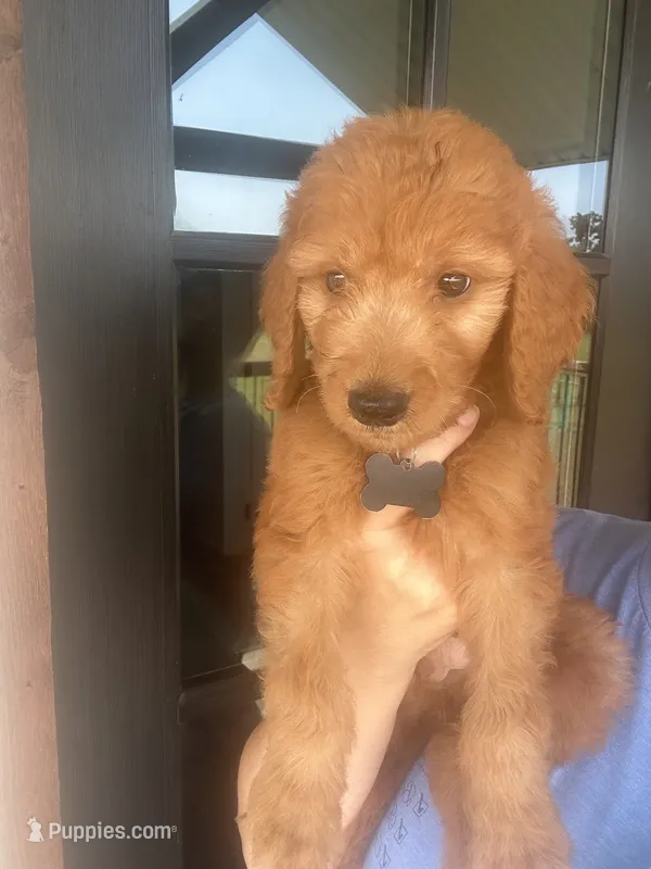 F1 small standard – Goldendoodle puppy for sale in Canton, TX