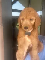 F1 goldendoodle, a male Goldendoodle for sale in Canton, TX – 2 of 9