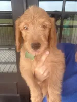 Green, a male Goldendoodle for sale in Canton, TX – 2 of 3
