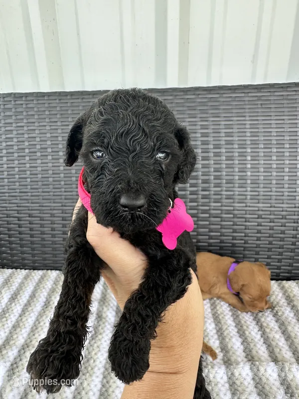 F1b black  – Goldendoodle puppy for sale in Canton, TX