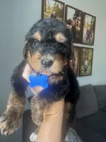 F1b medium bernedoodle blue , a male Bernedoodle for sale in Canton, TX – 4 of 5