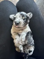 AKC Dapple Male- LH, a male Miniature Dachshund for sale in Canton, TX – Photo 9 of 10