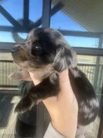 AKC Dapple Male- LH, a male Miniature Dachshund for sale in Canton, TX – Photo 2 of 10