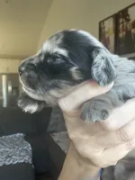 AKC Dapple Male- LH, a male Miniature Dachshund for sale in Canton, TX – Photo 7 of 10