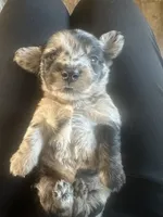 AKC Dapple Male- LH, a male Miniature Dachshund for sale in Canton, TX – Photo 1 of 10