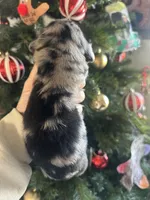 AKC Dapple Male- LH, a male Miniature Dachshund for sale in Canton, TX – Photo 8 of 10