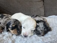 AKC Dapple Male- LH, a male Miniature Dachshund for sale in Canton, TX – Photo 6 of 10