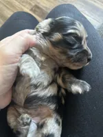 AKC Dapple Male- LH, a male Miniature Dachshund for sale in Canton, TX – Photo 10 of 10