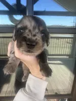 AKC Dapple Male- LH, a male Miniature Dachshund for sale in Canton, TX – Photo 4 of 10