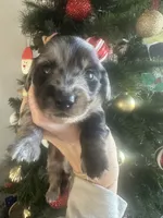 AKC Dapple Male- LH, a male Miniature Dachshund for sale in Canton, TX – Photo 3 of 10