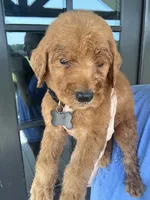 F1 small standard, a male Goldendoodle for sale in Canton, TX – 4 of 5