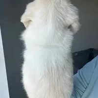 Cream DAPPLE, a female Miniature Dachshund for sale in Canton, TX – Photo 2 of 2