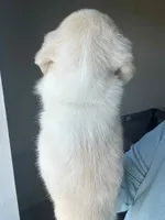 Cream DAPPLE, a female Miniature Dachshund for sale in Canton, TX – Photo 2 of 2