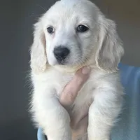 Cream DAPPLE, a female Miniature Dachshund for sale in Canton, TX – Photo 1 of 2