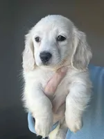 Cream DAPPLE, a female Miniature Dachshund for sale in Canton, TX – Photo 1 of 2