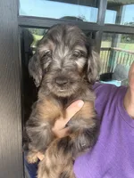 Phantom merle , a male Goldendoodle for sale in Canton, TX – 4 of 4