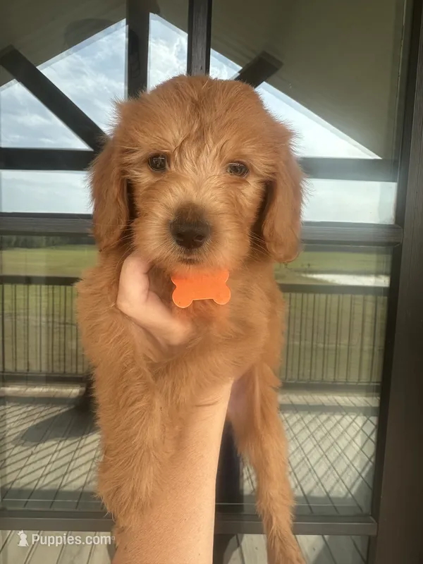 F1b medium (TINY) – Goldendoodle puppy for sale in Canton, TX