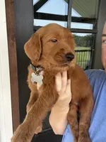 F1 standard, a male Goldendoodle for sale in Canton, TX – 4 of 7