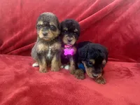 Merle girl phantom, a female Bernedoodle for sale in Canton, TX – 5 of 5