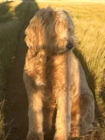 Honey, a female Goldendoodle for sale in Canton, TX – 2 of 2