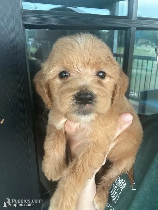 F1 English cream goldendoodle- grey – Goldendoodle puppy for sale in Canton, TX