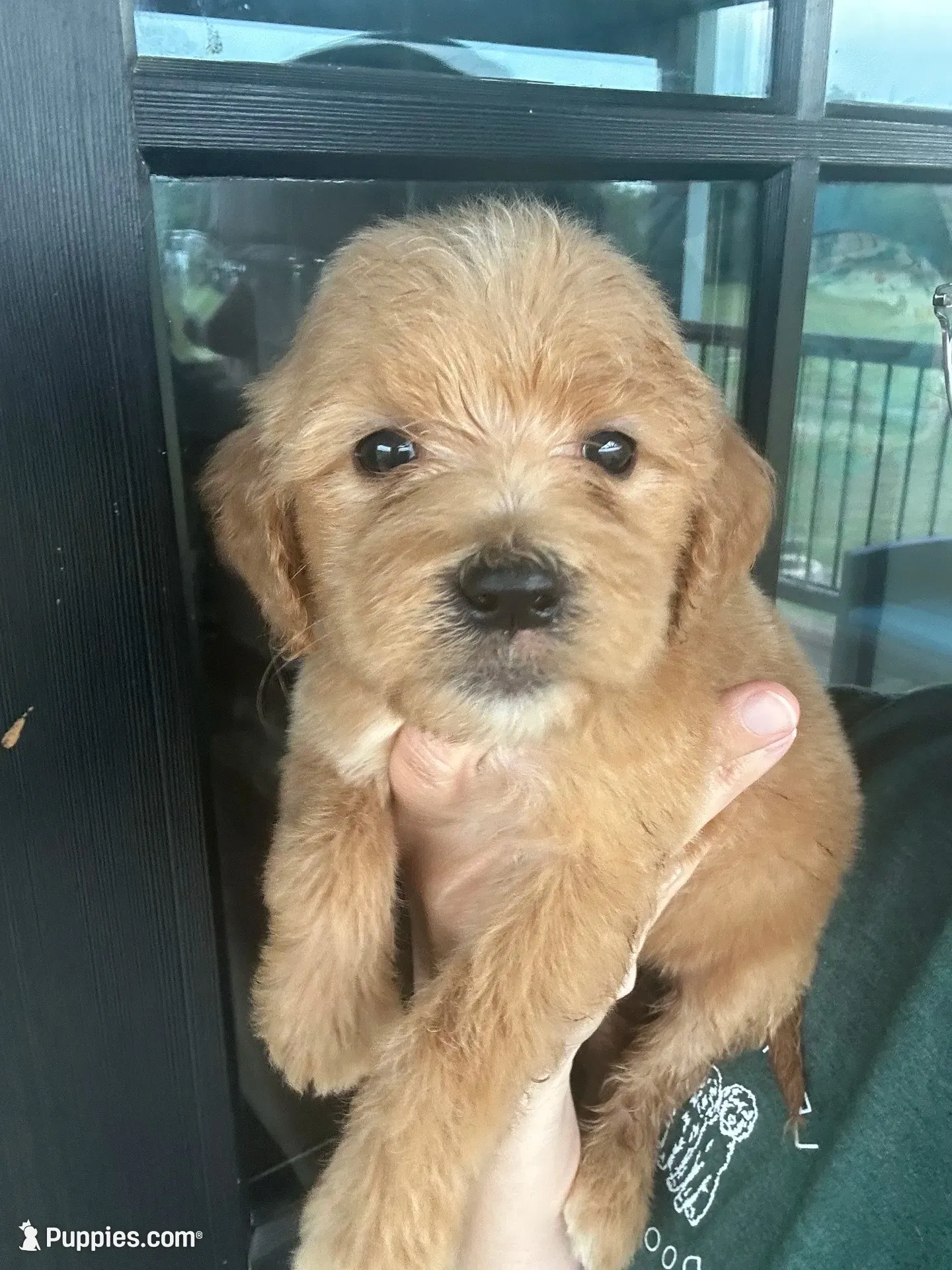 F1 English cream goldendoodle- grey, a female Goldendoodle for sale in Canton, TX – 1 of 6