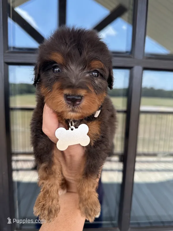 Merle F1b medium  – Bernedoodle puppy for sale in Canton, TX