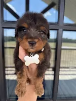 Merle F1b medium , a male Bernedoodle for sale in Canton, TX – 1 of 5