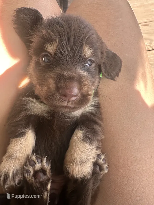 Neon girl – Miniature Dachshund puppy for sale in Canton, TX