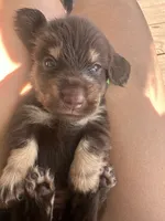 Neon girl, a female Miniature Dachshund for sale in Canton, TX – 1 of 4
