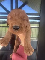 Girl red f1, a female Goldendoodle for sale in Canton, TX – 3 of 4