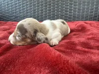 Dapple, a female Miniature Dachshund for sale in Canton, TX – 2 of 5