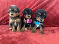 Teal - medium f1b, a female Bernedoodle for sale in Canton, TX – 3 of 4