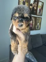 Merle girl phantom, a female Bernedoodle for sale in Canton, TX – 3 of 5