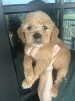 F1 English cream goldendoodle- grey, a female Goldendoodle for sale in Canton, TX – 4 of 6