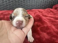 Dapple, a female Miniature Dachshund for sale in Canton, TX – 5 of 5