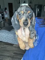 Dapple smooth, a female Miniature Dachshund for sale in Canton, TX – 3 of 3