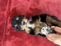 F1b medium bernedoodle blue , a male Bernedoodle for sale in Canton, TX – 5 of 5