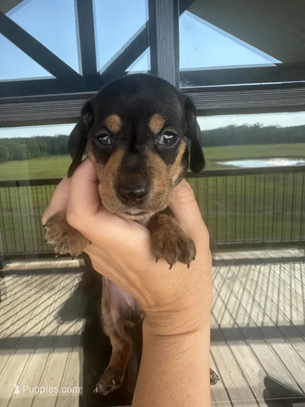 Black and tan boy – Miniature Dachshund puppy for sale in Canton, TX